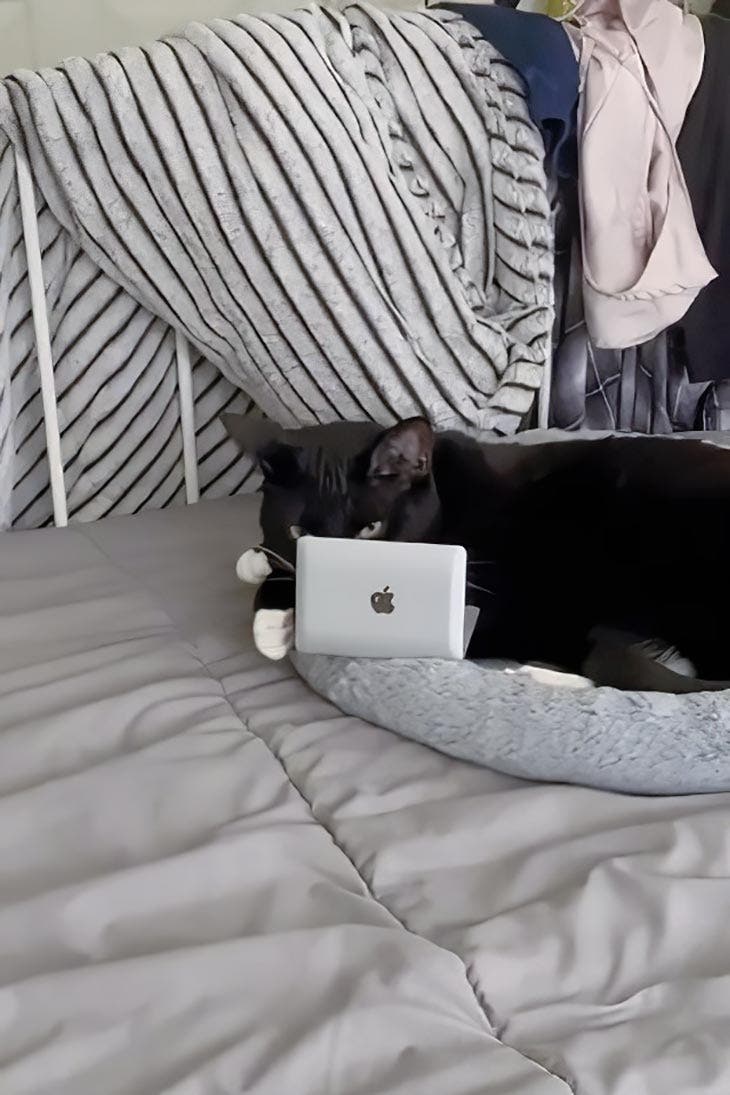piccolo computer gatto