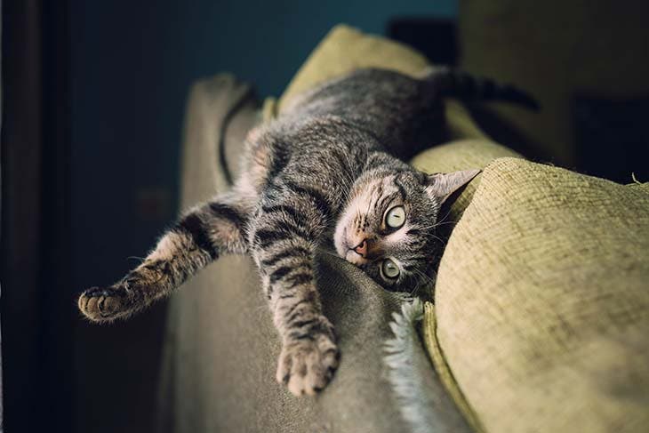 chat sur canapé