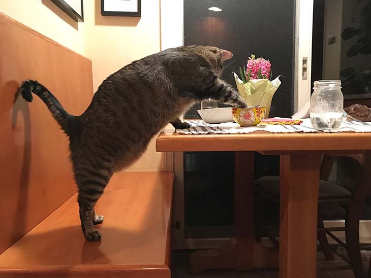 chat sur la table