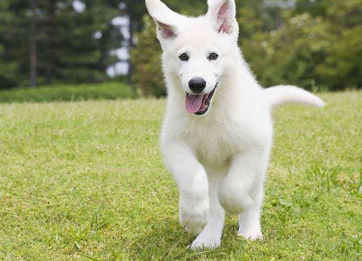 a white dog