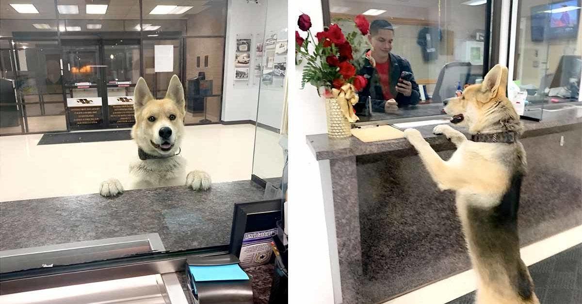 Chico, le chien aventurier : Une visite surprise au poste de police d'Odessa