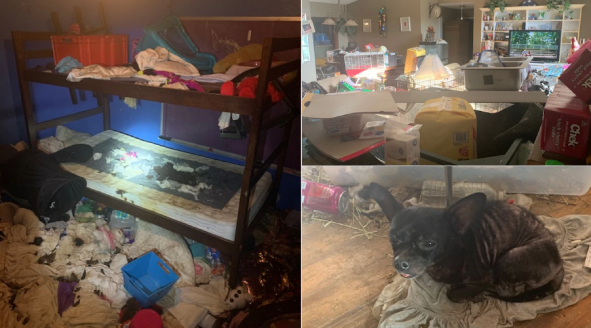 La police découvre des enfants vivant dans une maison insalubre avec 245 animaux