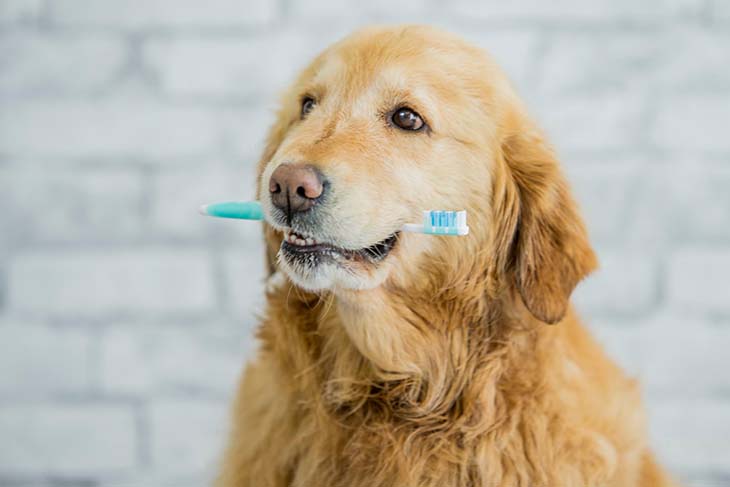 chien brosse a dents