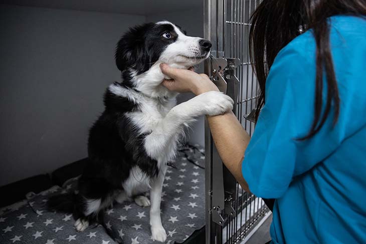 veterinary dog ​​cage