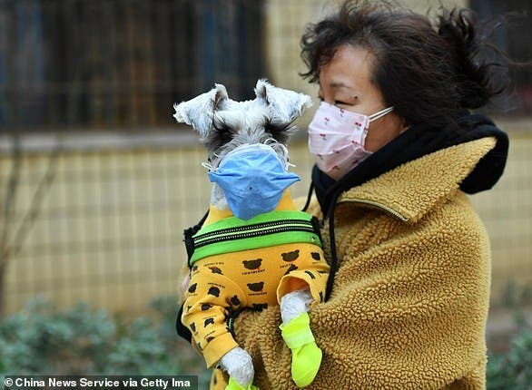 Le premier chien victime du coronavirus vient de mourir 