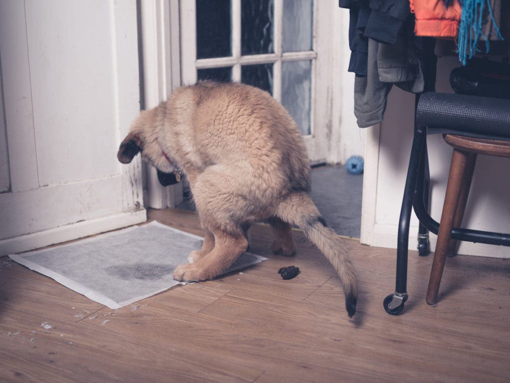 Comment éliminer l’odeur des crottes de chien dans la maison