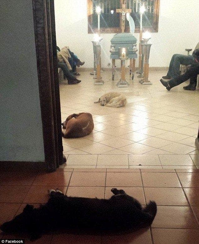 Des chiens errants sont venus aux funérailles d’une vieille dame pour lui rendre hommage