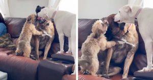 chiens-solidaires-une-video-emouvante-montre-comment-ils-apaisent-leur-ami-anxieux
