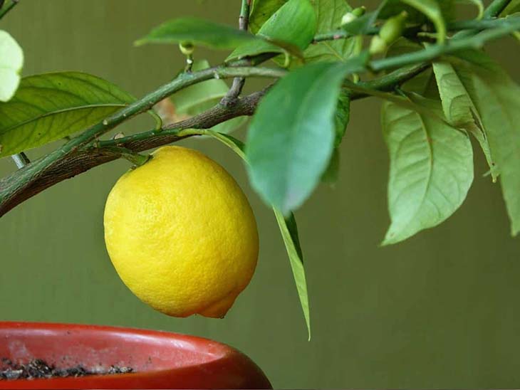 Zitronenbaum zu Hause