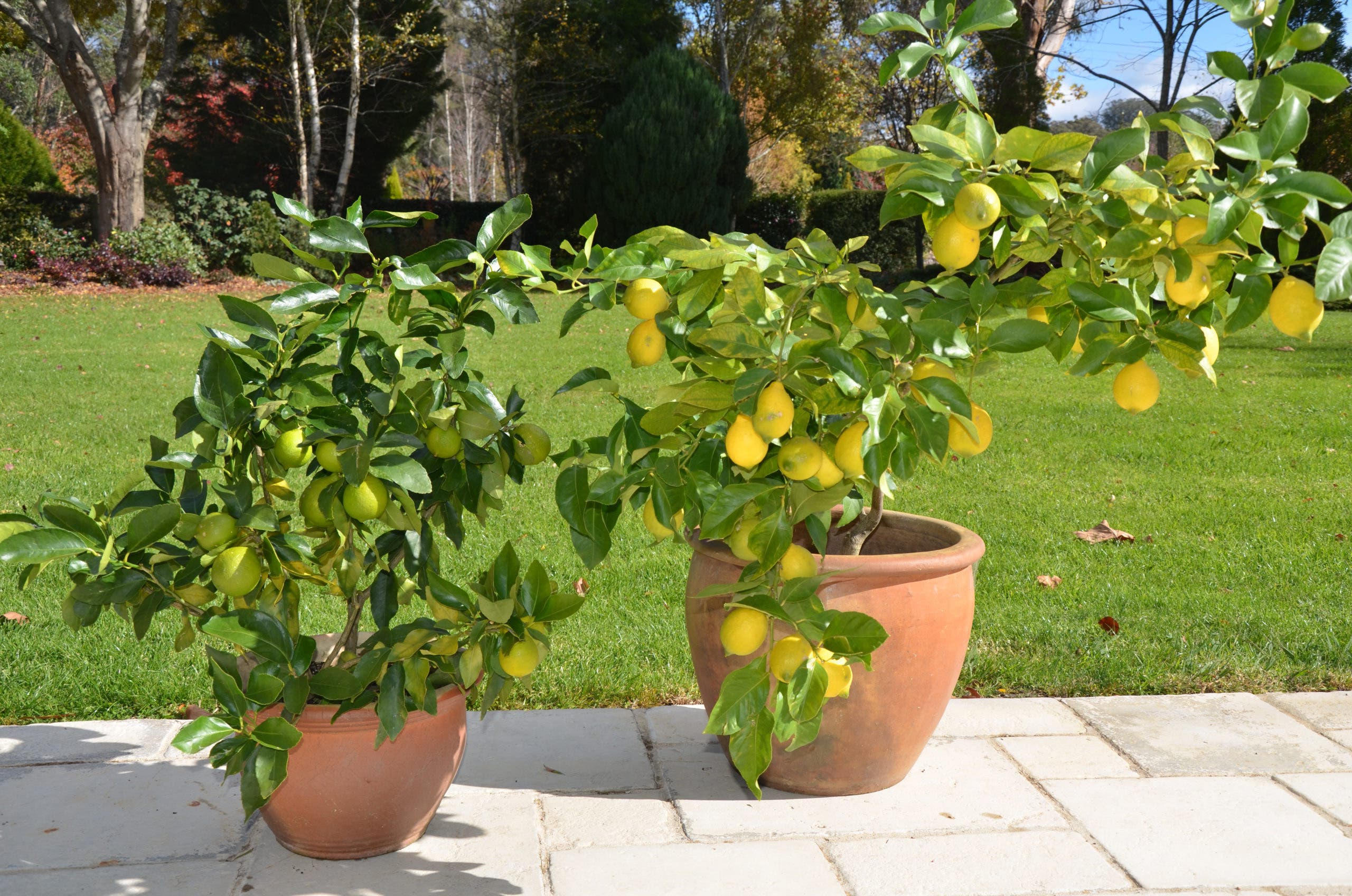 limonero en pote de sol