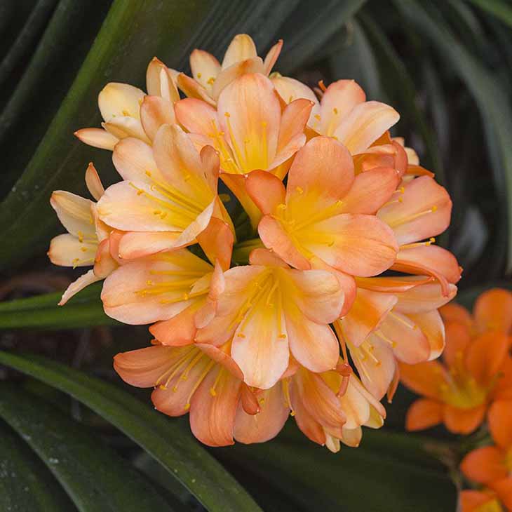 clivia