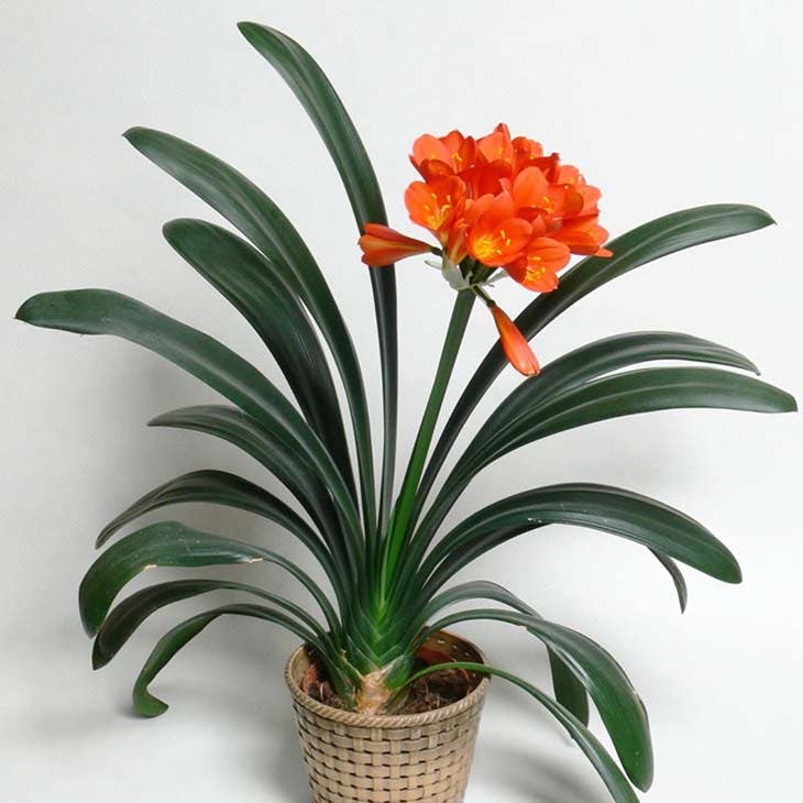 clivia