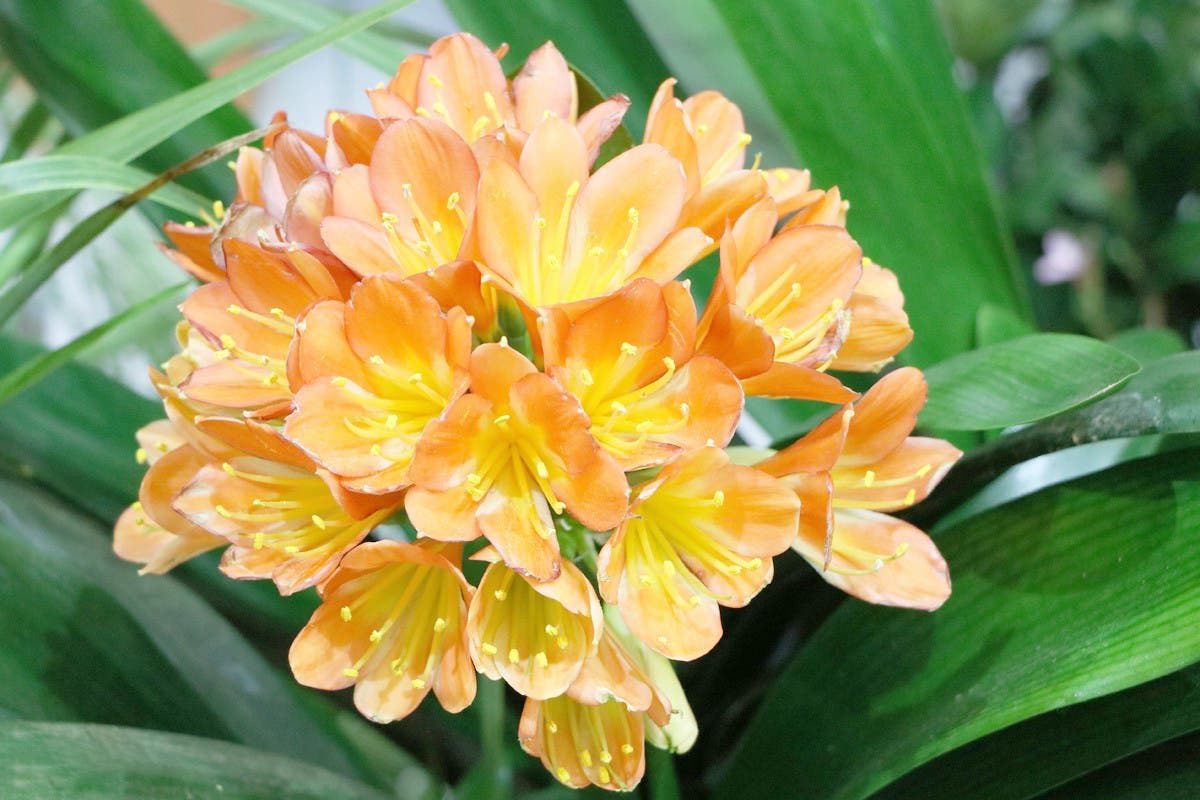 clivia miniata