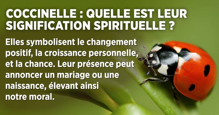 Coccinelle : symbolique, significations spirituelles et interprétations