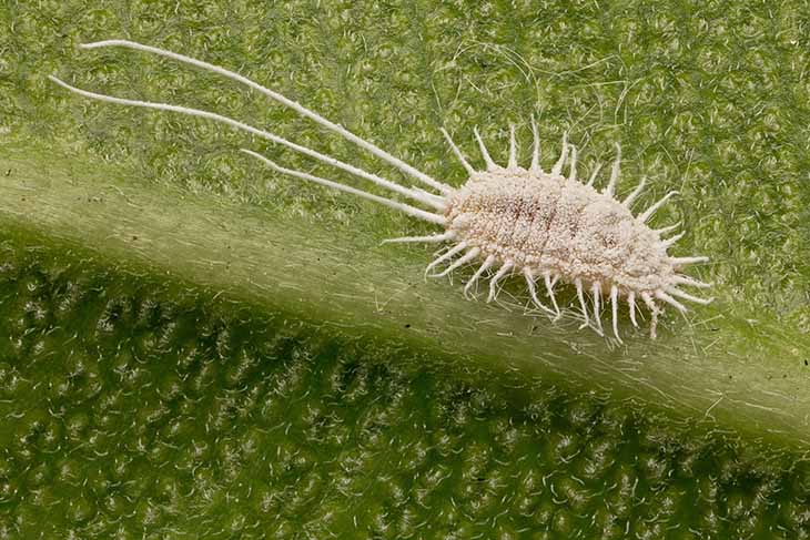 cochinilla parásita