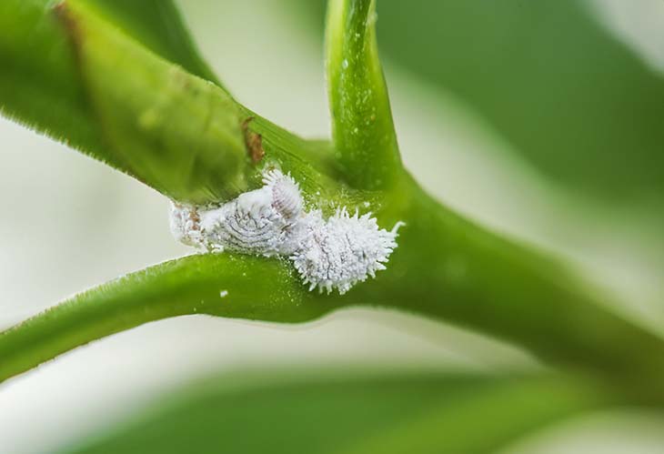 Cochenilles au jardin : 8 solutions naturelles pour s'en débarrasser