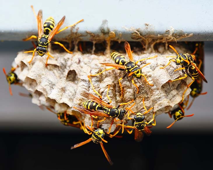 colonia di vespe