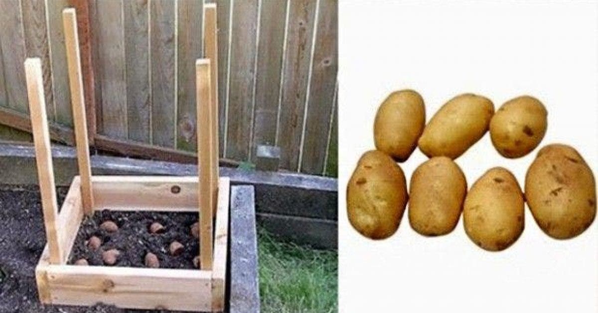 comment cultiver des pommes de terre chez soi 1