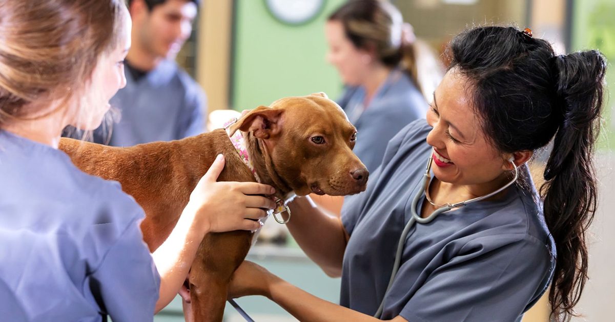 Comment devenir auxiliaire de santé animale ? Le vrai parcours, les diplômes reconnus et les salaires en 2026