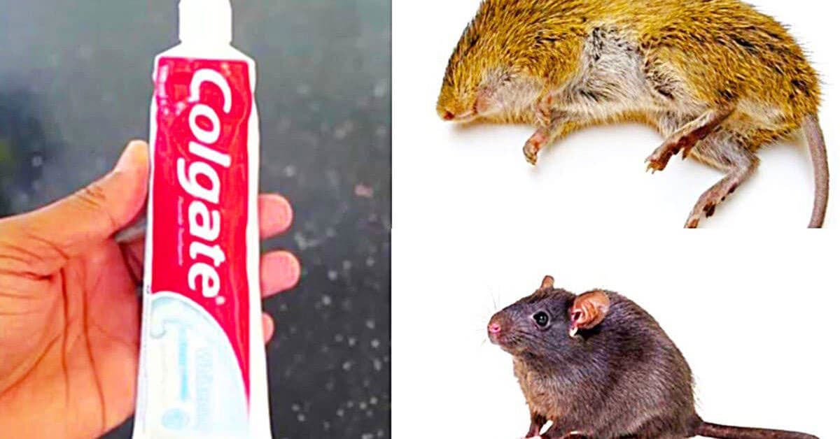 L'ultrason contre les souris est-il efficace ? - Rats & Souris