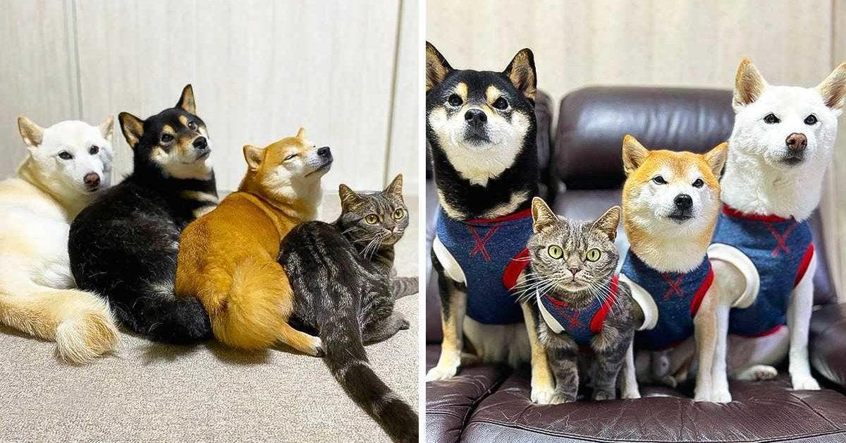 Comment Kiki le chat s'Intègre parmi des Shiba Inu : Une histoire de coexistence et d'amour