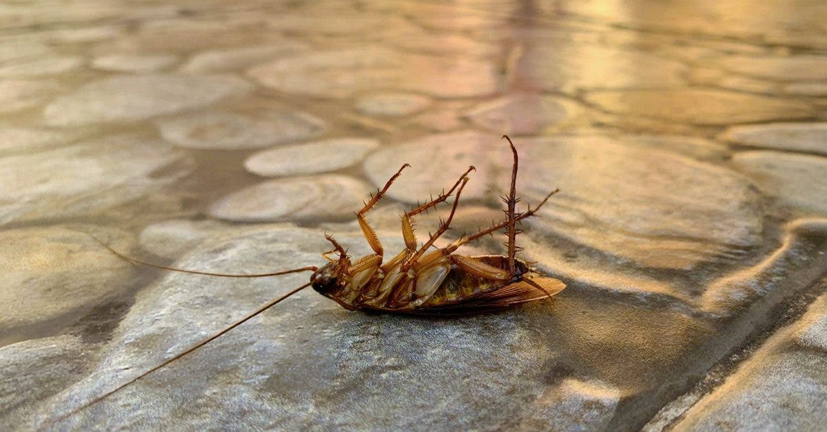 Comment reconnaitre une infestation de cafards à la maison ?