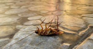 Comment reconnaitre une infestation de cafards à la maison ?