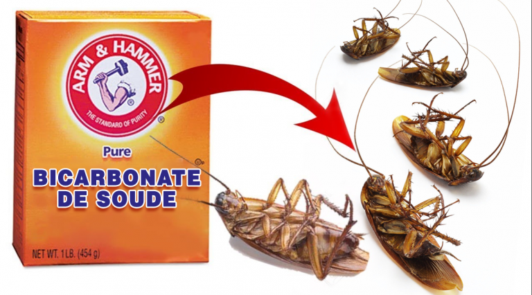 Cafard Et Acide Borique