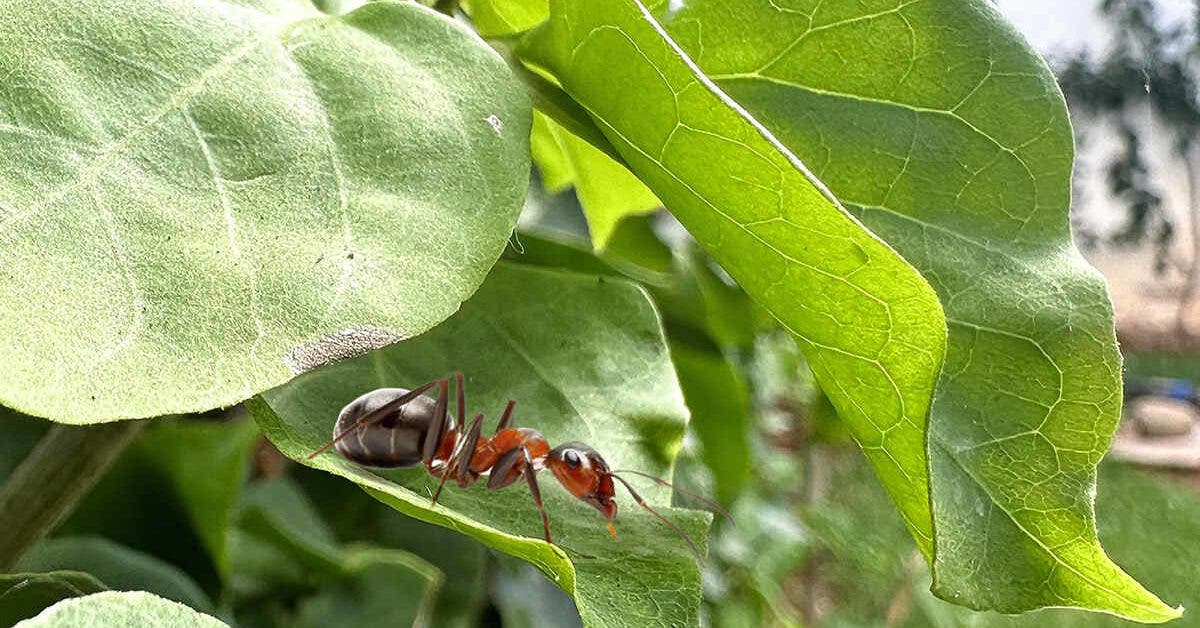 Comment se débarrasser des fourmis dans le jardin : 14 astuces naturelles