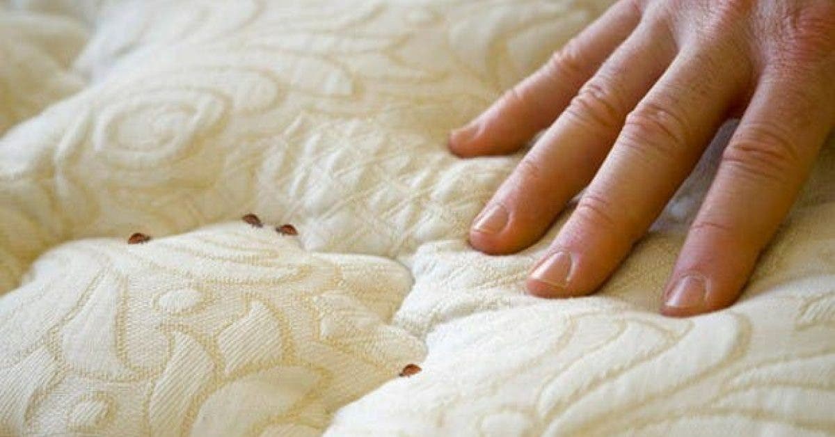 comment vous debarrasser des parasites et des punaises de lit facilement 1