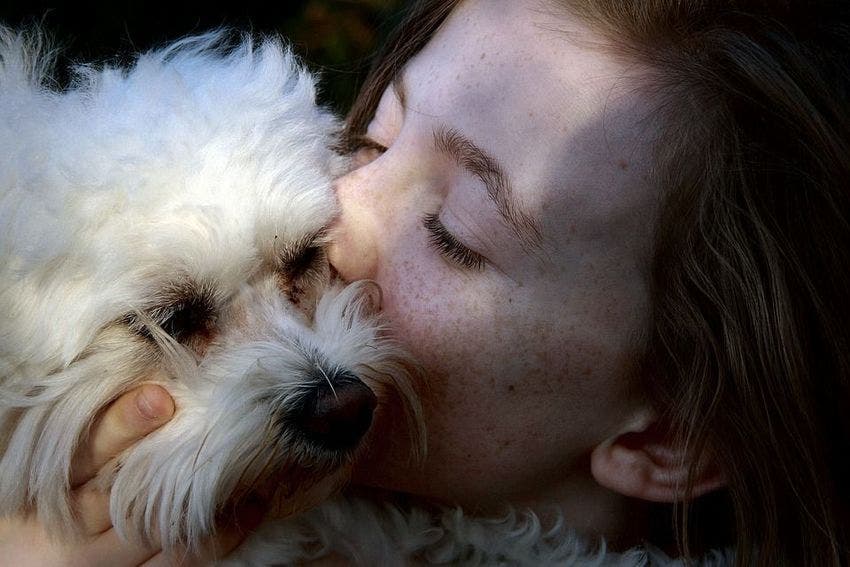 Perdre un chien peut être aussi difficile que perdre un être cher d’après des études