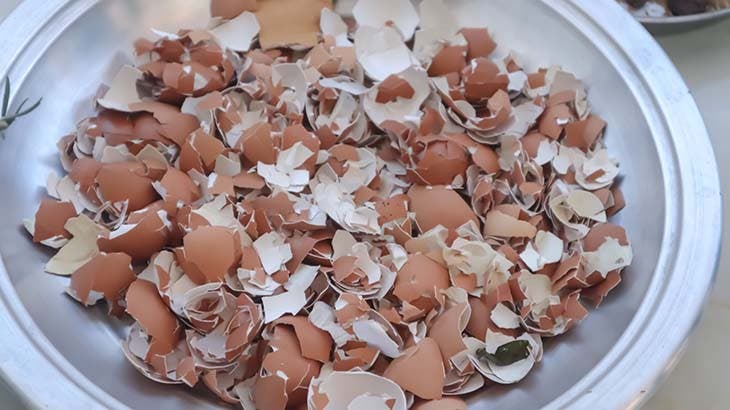 Coquilles d’œufs Coquilles d’œufs