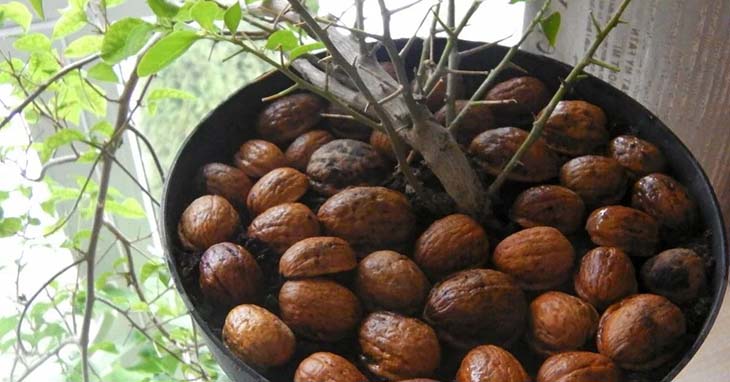 cáscaras de nuez en un frasco