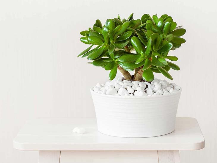 Crassula ovata – fonte: spm