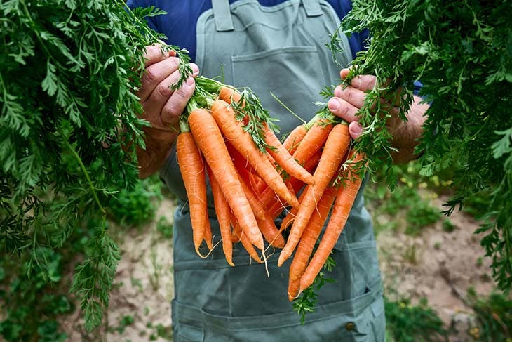cultiver des carottes
