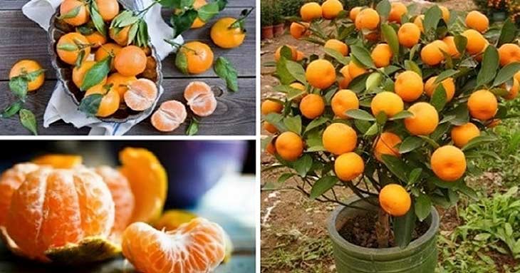 pěstovat mandarinky
