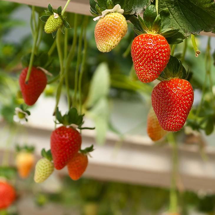 cultiver ses fraises hors sol