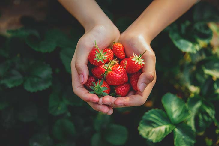 cultiver ses fraises