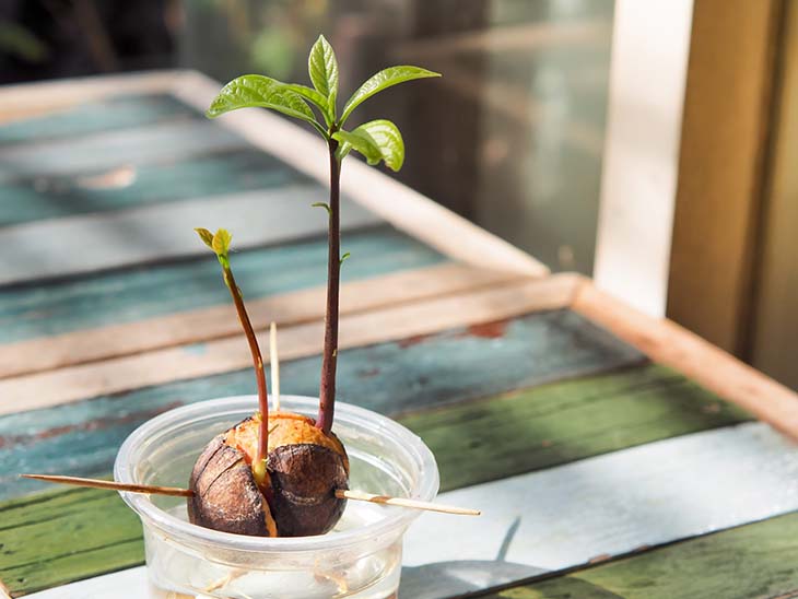 Cultiver un avocat Cultiver un avocat