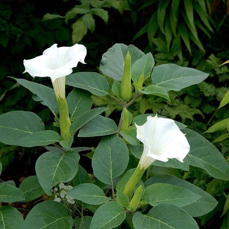 datura-1