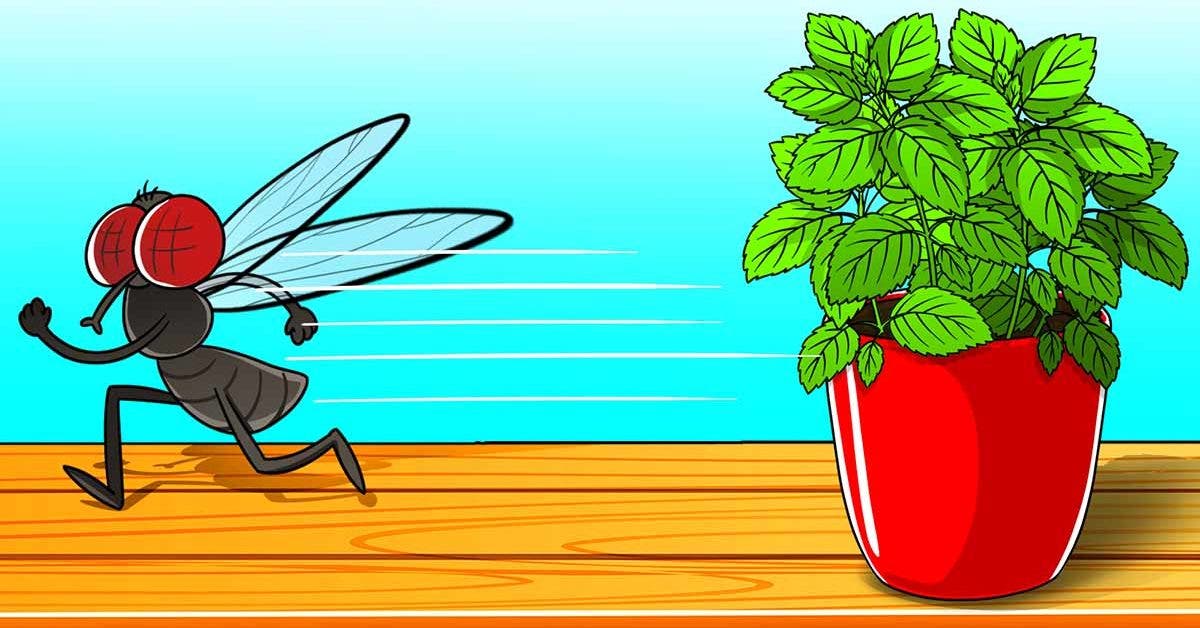 Vous pouvez vous débarrasser des mouches en 2 minutes de façon naturelle : il suffit d’avoir cette plante à la maison