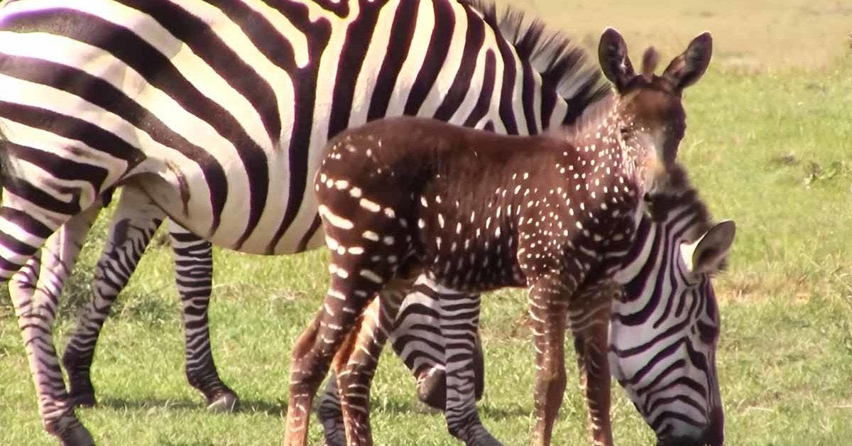 Découverte d'un bébé zèbre atypique au Massai Mara : mutation génétique et taches uniques