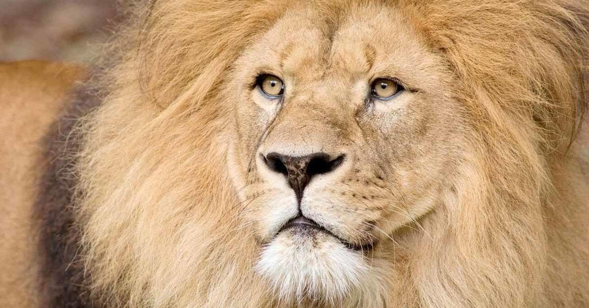 Découvrez l'émouvante histoire de Tobias, le Lion, et son petit : Une paternité touchante au zoo de Denver
