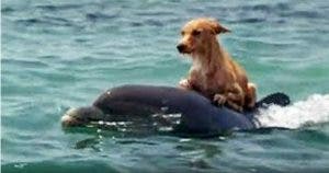 decouvrez lhistoire du chien qui a ete sauve de la noyade par des dauphins 1