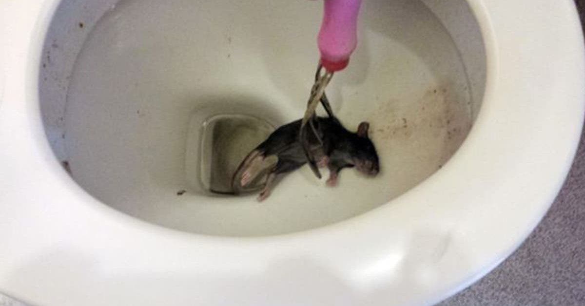 des-rats-cannibales-tres-agressifs-envahissent-les-maisons-pour-trouver-de-la-nouritture