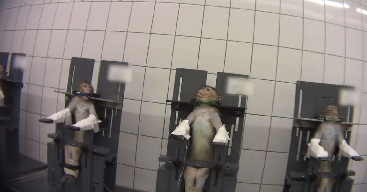 des-singes-hurlant-de-douleur-captures-dans-une-video-secretement-tournee-dans-un-laboratoire-de-test