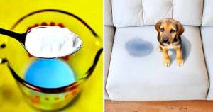 Voici comment éliminer l'odeur d'urine des chats et chiens des matelas, canapés, tapis et vêtements