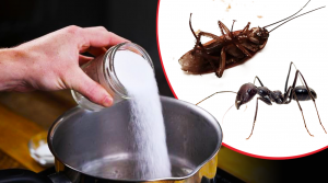 eloigner-les-puces-les-fourmis-et-les-cafards-hors-de-chez-vous-avec-12-astuces-simples