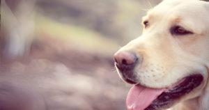 Émotion palpable : un labrador retrouve son maître après une opération chirurgicale et l'étreint avec amour
