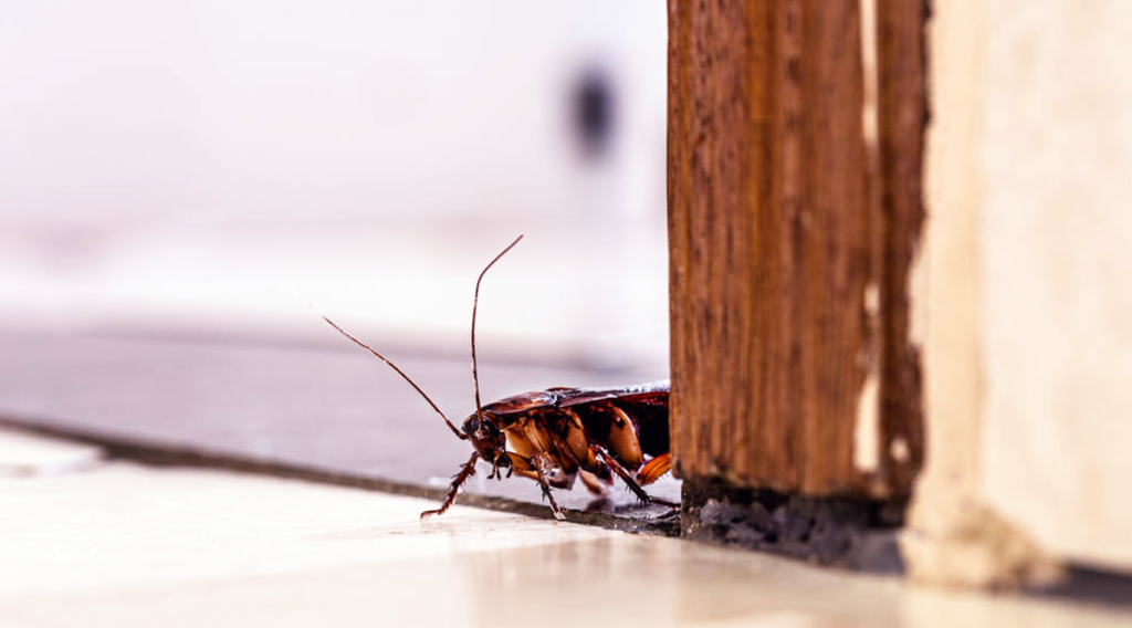 3 astuces pour se débarrasser des cafards et des mouches — free download